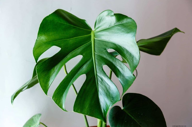 Monstera Rotation: Benefits & Drawbacks for Healthy Growth