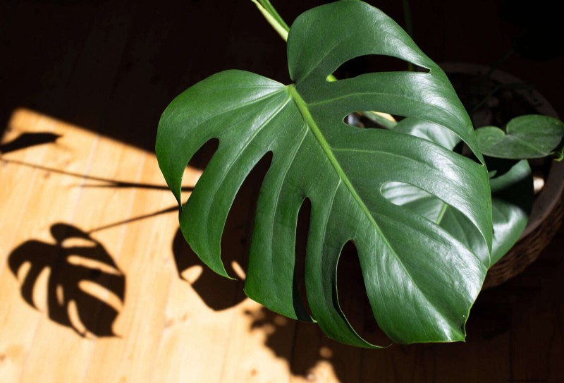 Monstera Rotation: Benefits & Drawbacks for Healthy Growth