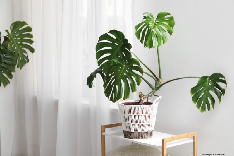 Monstera Rotation: Benefits & Drawbacks for Healthy Growth