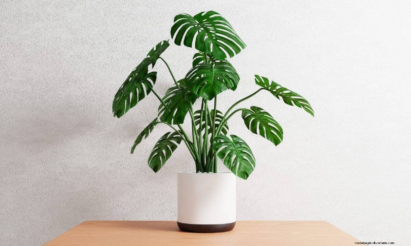 Monstera Rotation: Benefits & Drawbacks for Healthy Growth