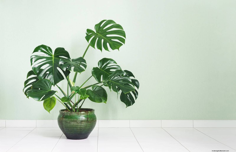 Monstera Rotation: Benefits & Drawbacks for Healthy Growth