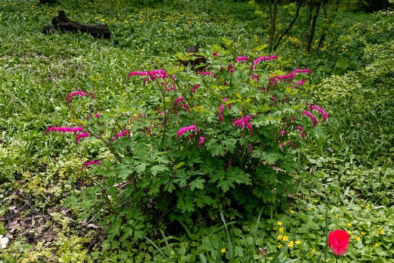 21 Best Perennials to Plant in April for Year-Round Blooms