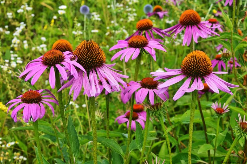 21 Best Perennials to Plant in April for Year-Round Blooms