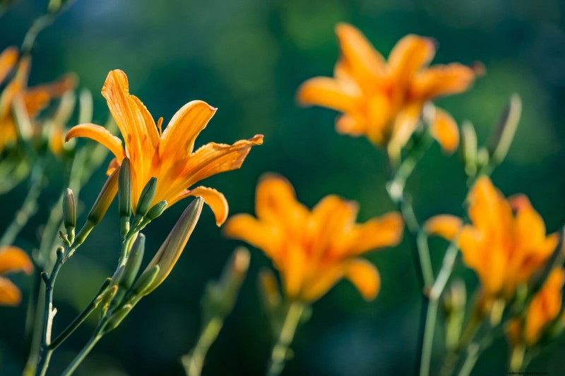 21 Best Perennials to Plant in April for Year-Round Blooms