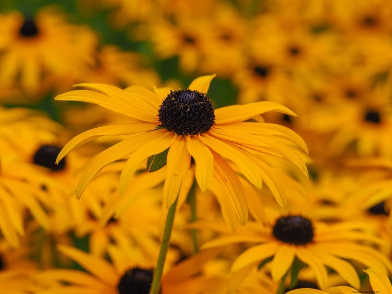 21 Best Perennials to Plant in April for Year-Round Blooms