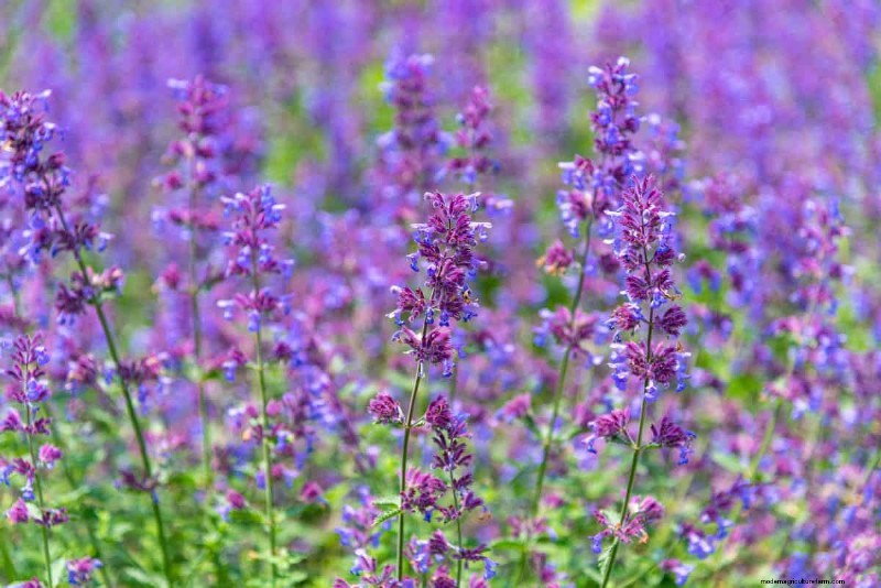 21 Best Perennials to Plant in April for Year-Round Blooms