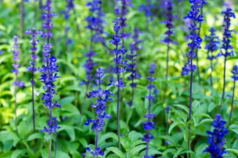 21 Best Perennials to Plant in April for Year-Round Blooms