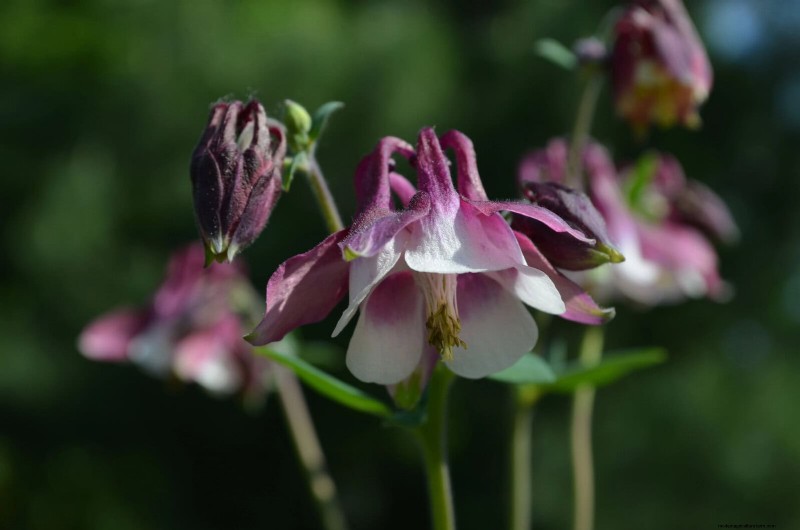 21 Best Perennials to Plant in April for Year-Round Blooms