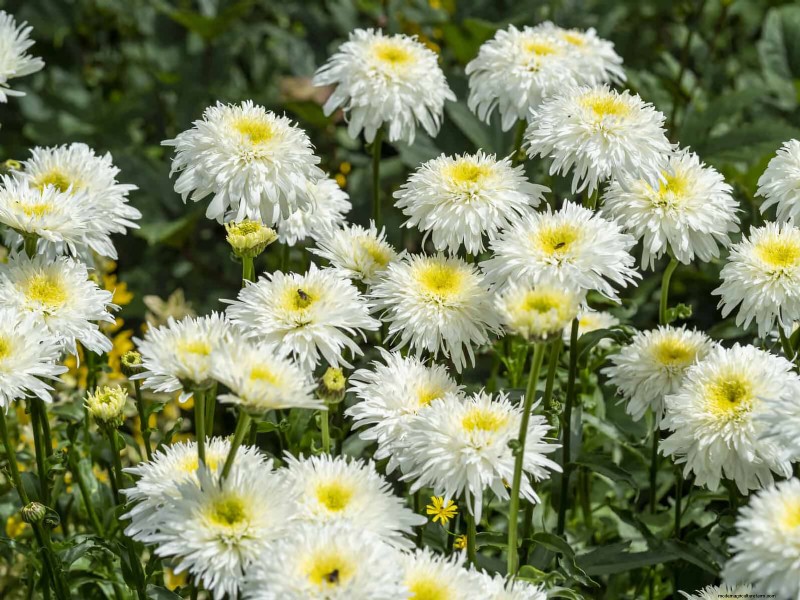 21 Best Perennials to Plant in April for Year-Round Blooms