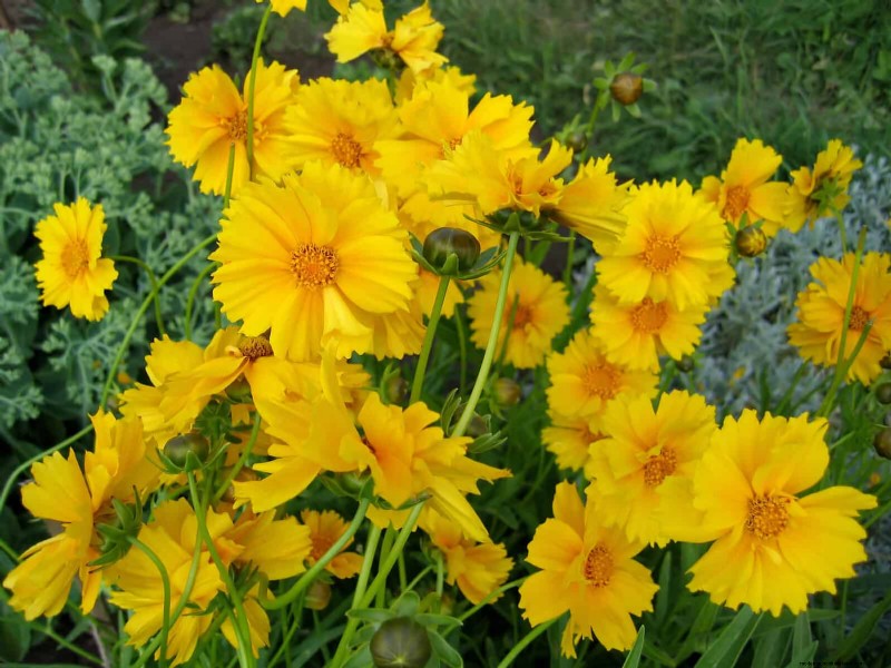 21 Best Perennials to Plant in April for Year-Round Blooms