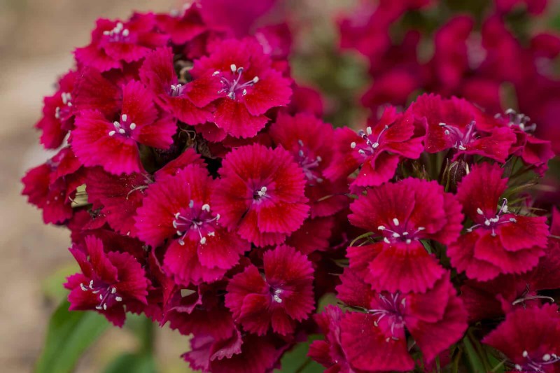 21 Best Perennials to Plant in April for Year-Round Blooms