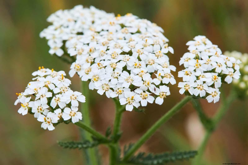 21 Best Perennials to Plant in April for Year-Round Blooms