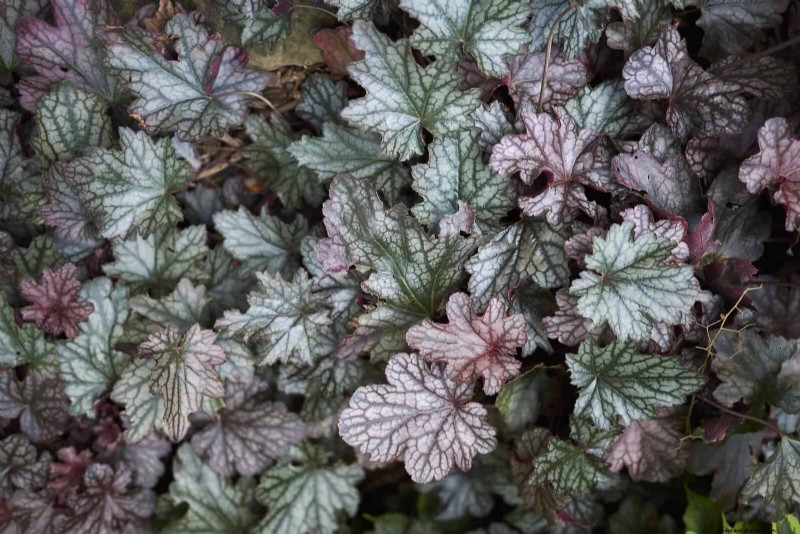 21 Best Perennials to Plant in April for Year-Round Blooms