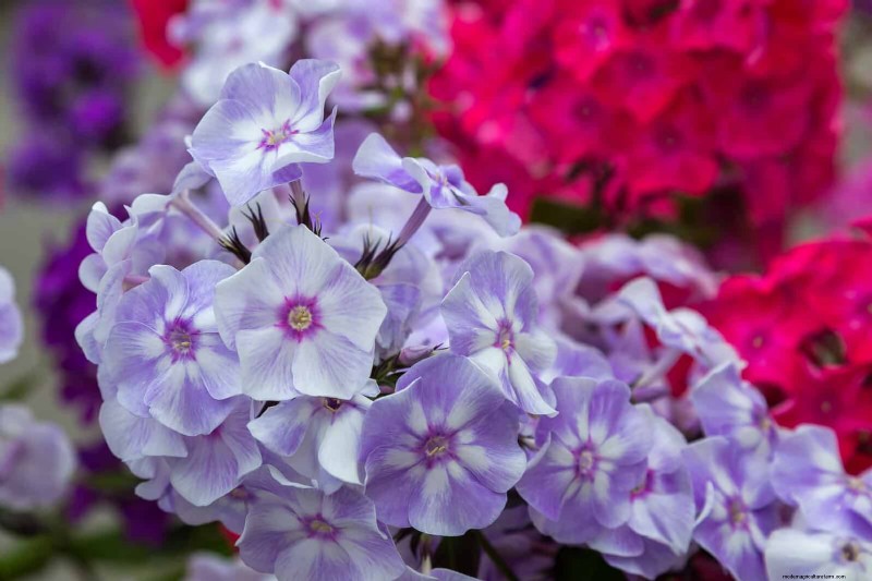 21 Best Perennials to Plant in April for Year-Round Blooms