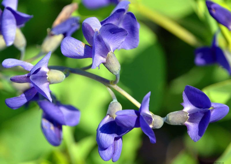 21 Best Perennials to Plant in April for Year-Round Blooms