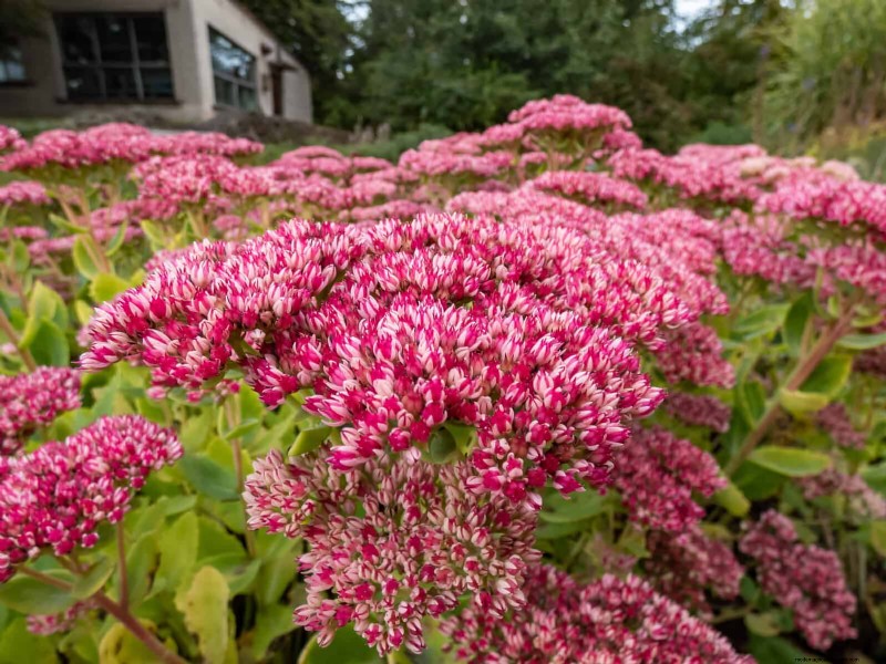 21 Best Perennials to Plant in April for Year-Round Blooms