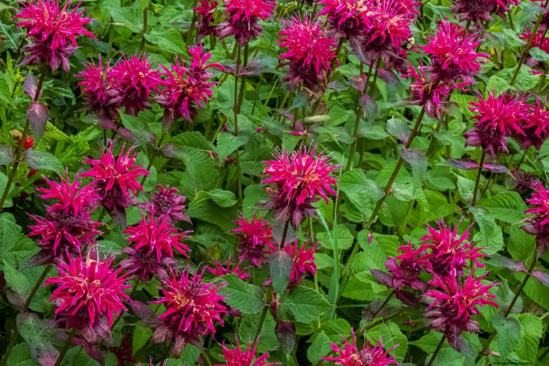 21 Best Perennials to Plant in April for Year-Round Blooms
