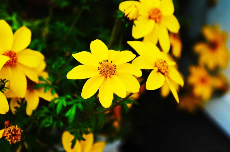 21 Best Perennials to Plant in April for Year-Round Blooms