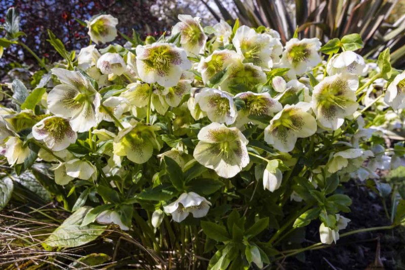 21 Best Perennials to Plant in April for Year-Round Blooms