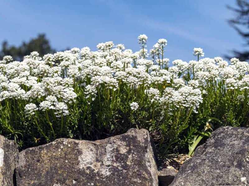 21 Best Perennials to Plant in April for Year-Round Blooms