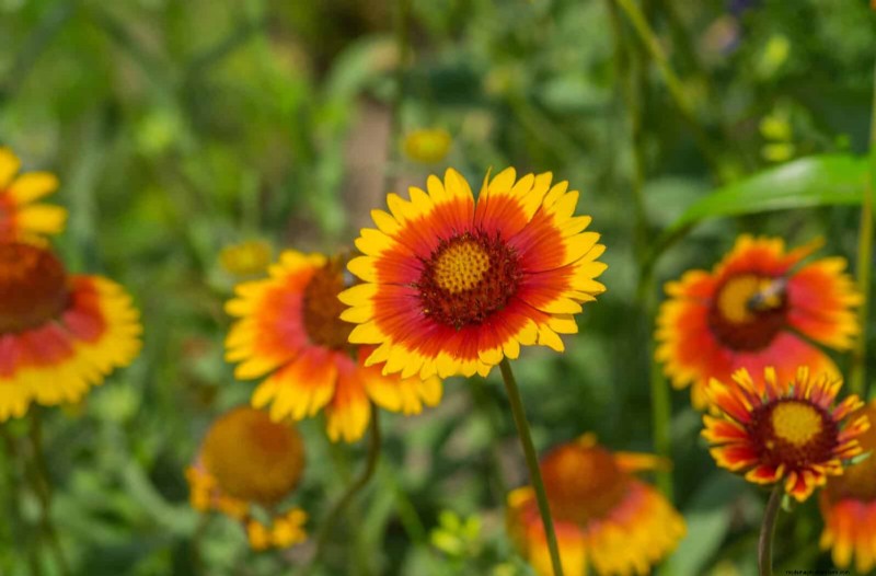 21 Best Perennials to Plant in April for Year-Round Blooms
