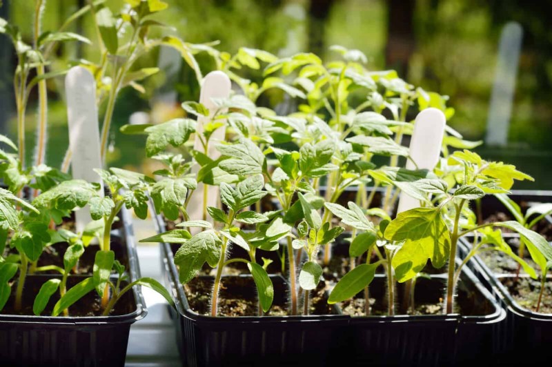 Best Plants to Start in Pots: A Guide for Early Planting