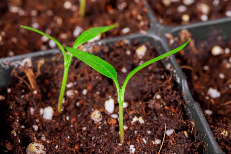 Best Plants to Start in Pots: A Guide for Early Planting
