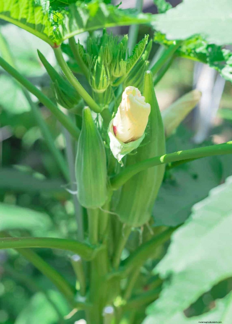 Best Plants to Start in Pots: A Guide for Early Planting
