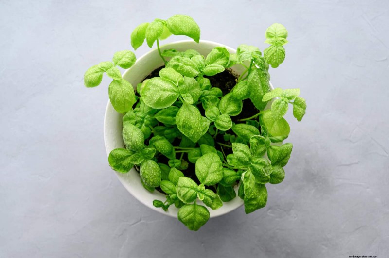 Best Plants to Start in Pots: A Guide for Early Planting