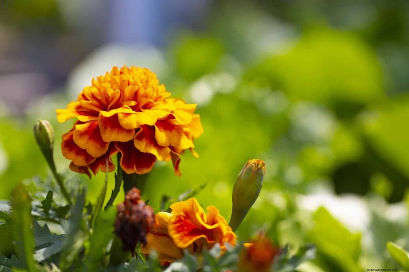 Best Plants to Start in Pots: A Guide for Early Planting