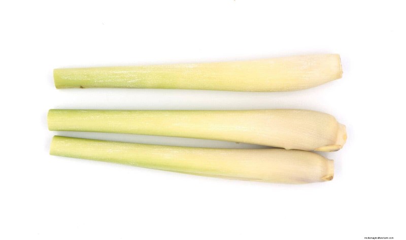 Best Plants to Start in Pots: A Guide for Early Planting