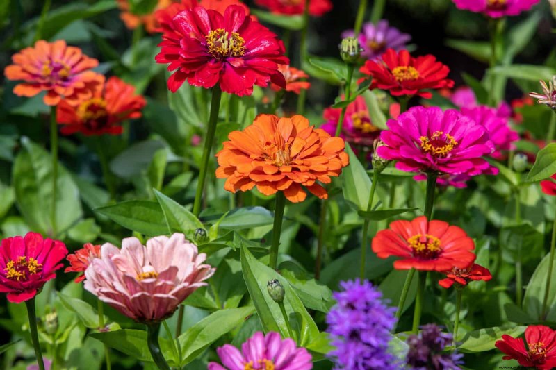 Best Plants to Start in Pots: A Guide for Early Planting