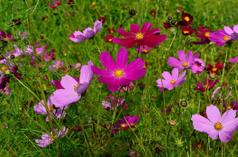 Best Plants to Start in Pots: A Guide for Early Planting