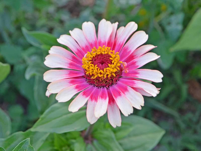 Best Plants to Start in Pots: A Guide for Early Planting