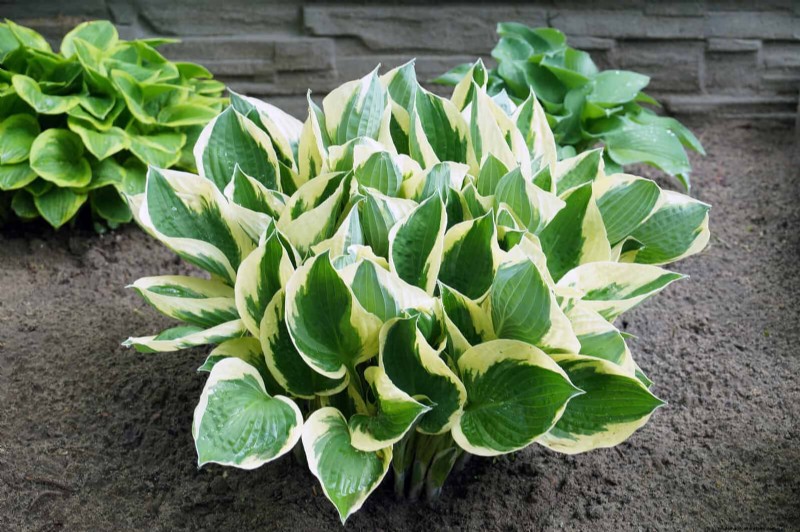 Hostas: Expert Guide to Spring Division & Transplanting
