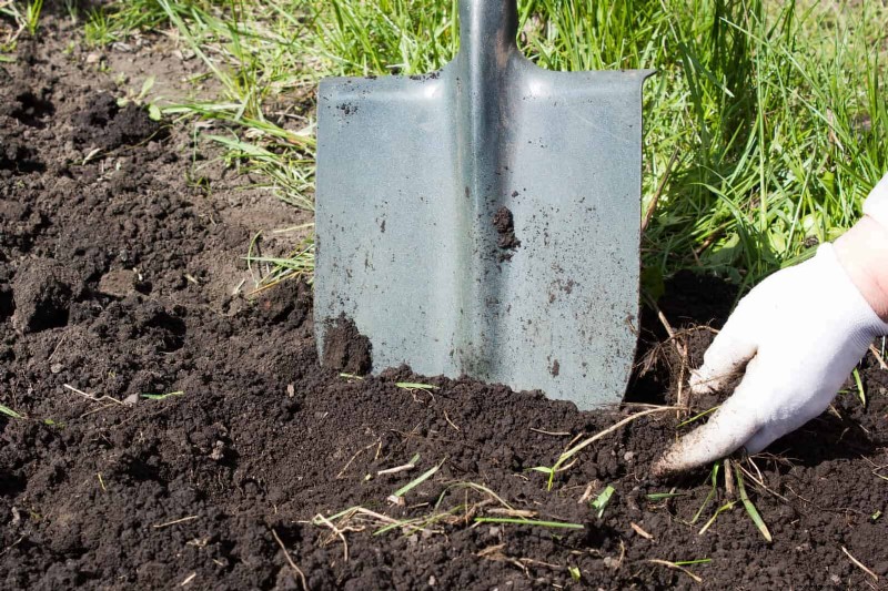 Hostas: Expert Guide to Spring Division & Transplanting