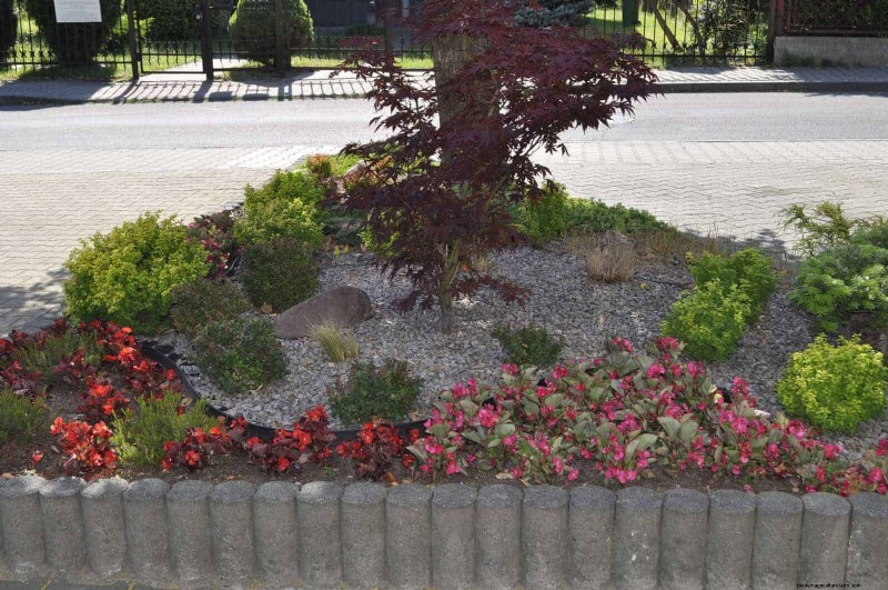Hostas: Expert Guide to Spring Division & Transplanting