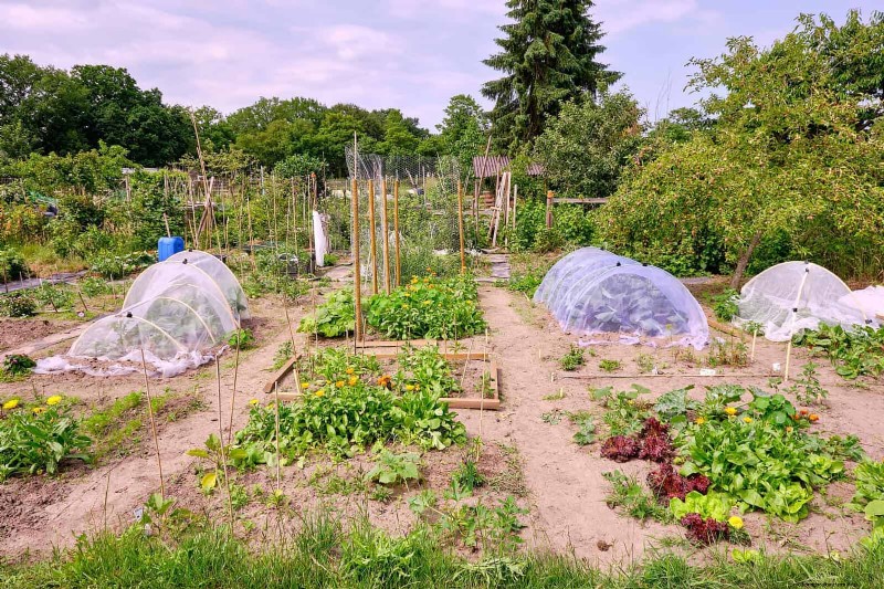 Protect Your Garden: 13 Proven Methods to Deter Rabbits