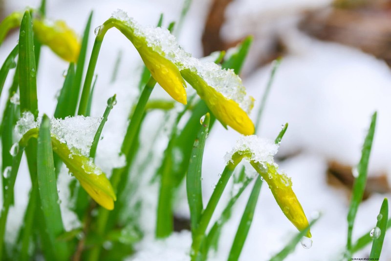 Protect Your Garden: 13 Proven Methods to Deter Rabbits