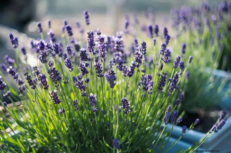 Design a Sensory Garden: Engage All Five Senses for Relaxation & Well-being