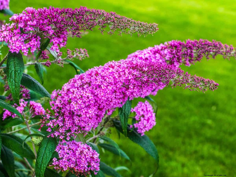 Design a Sensory Garden: Engage All Five Senses for Relaxation & Well-being