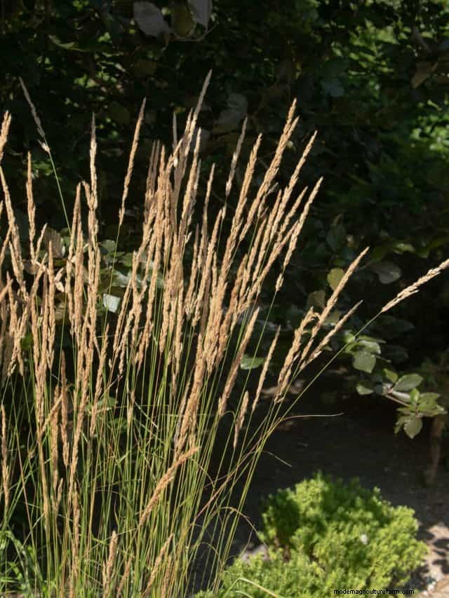 Design a Sensory Garden: Engage All Five Senses for Relaxation & Well-being