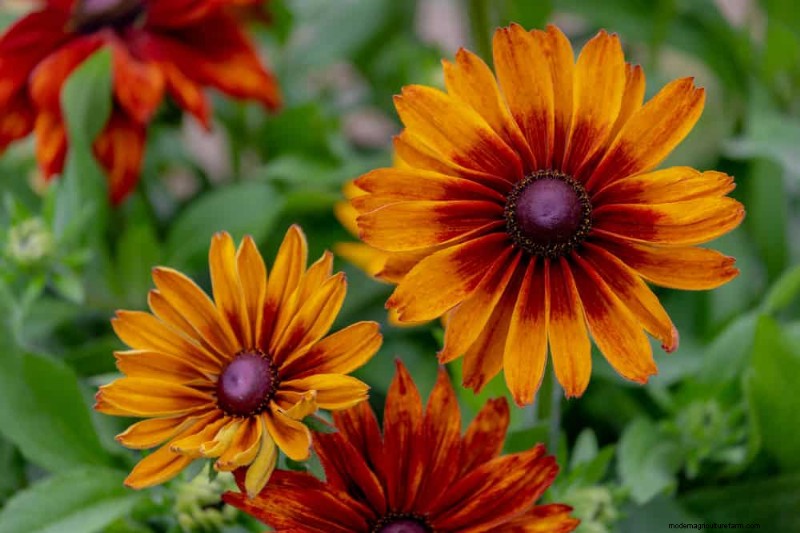 Design a Sensory Garden: Engage All Five Senses for Relaxation & Well-being