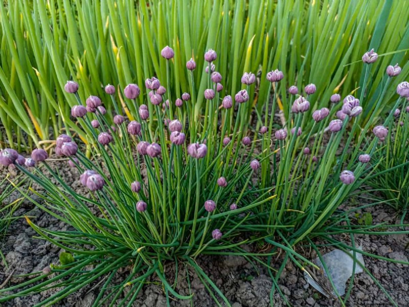 Design a Sensory Garden: Engage All Five Senses for Relaxation & Well-being