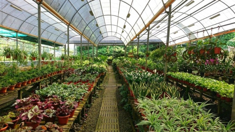 Design a Sensory Garden: Engage All Five Senses for Relaxation & Well-being