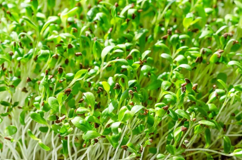 Fast-Growing Plants for Instant Gardening Satisfaction