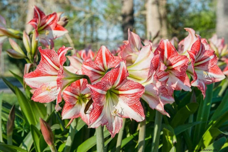 Fast-Growing Plants for Instant Gardening Satisfaction