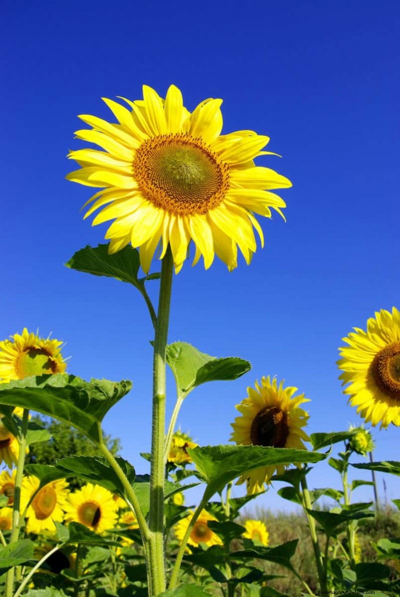 Fast-Growing Plants for Instant Gardening Satisfaction
