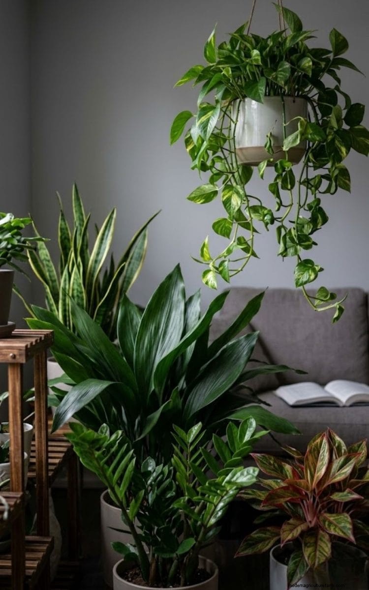 Low-Maintenance Plants for Busy People: Thriving Greenery with Minimal Effort