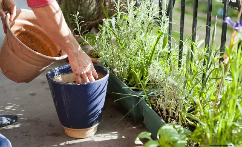 Container Gardening: Easy & Low-Maintenance for Small Spaces